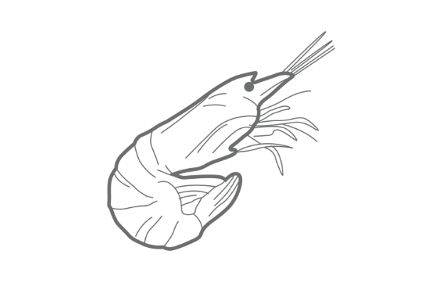 Langostino